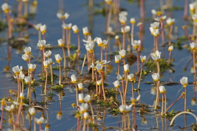 White water-crowfoot Ranunculus aquatilis navadna vodna zlatica_MG_5904-11.jpg