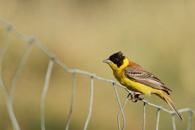 Black-headed Bunting Emberiza melanocephala rnoglavi strnad_MG_6397-11.jpg