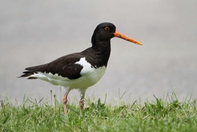 Eurasian oystercatcher Haematopus ostralegus koljkarica_MG_8678-11.jpg