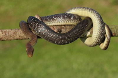 Aesculapian snake Zamenis (Elaphe) longissimus navadni go_MG_9227-11.jpg