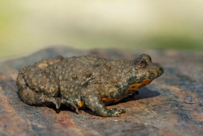 Yellow-bellied toad Bombina variegata hribski urh_MG_9370-11.jpg