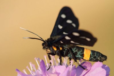 Nine-spotted moth Amata phegea ivanjska ptièica_MG_8881-11.jpg