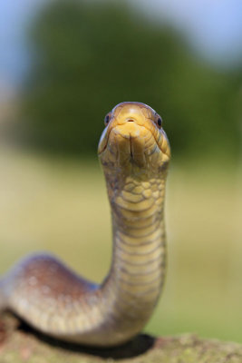 Aesculapian snake Zamenis (Elaphe) longissimus navadni go_MG_9184-11.jpg