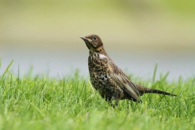 Ring ouzel Turdus torquatus komatar_MG_9871-11.jpg