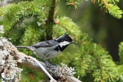 Coal tit Periparus (Parus) ater meniek_MG_9662-11.jpg