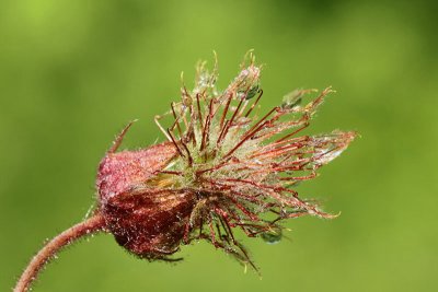 Water avens Geum rivale potočna sretena_MG_9901-11.jpg
