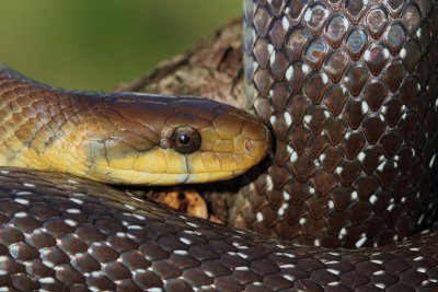 Aesculapian snake Zamenis (Elaphe) longissimus navadni go_MG_9239-11.jpg