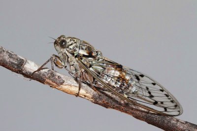 Cicada orni jesenov krat_MG_0423-11.jpg