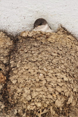 Young house martin mlada mestna lastovka_MG_9042-11.jpg