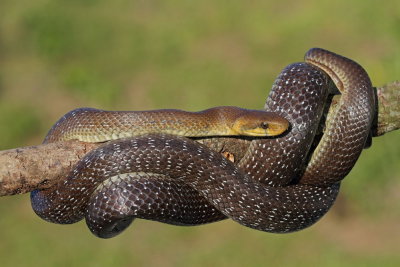 Aesculapian snake Zamenis longissimus navadni go_MG_9302-111.jpg