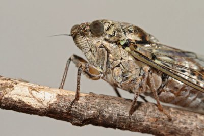 Cicada orni jesenov krat_MG_0491-11.jpg