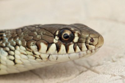 Balkan whip snake Hierophis gemonensis belica_MG_1934-11.jpg