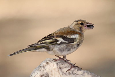 chaffinch_fringilla_coelebs