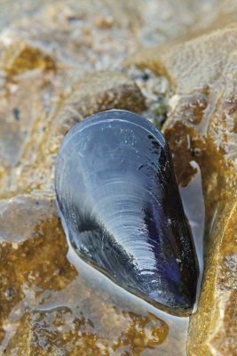 Mediterranean mussel Mytilus galloprovincialis mediteranska klapavica_MG_0581-11.jpg