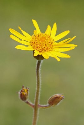 Mountain arnica Arnica montana arnika_MG_9660-11.jpg