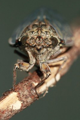 Cicada orni jesenov krat_MG_0522-11.jpg