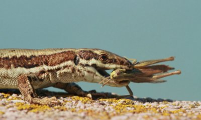 Lizard with prey kuarica s plenom_MG_0062-111.jpg