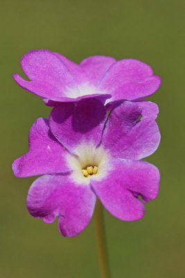 Wulfen's primrose Primula wulfeniana wulfenov jegli_MG_0092-11.jpg