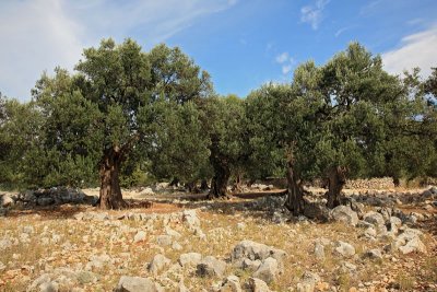 Olive trees oljke_MG_5714-11.jpg