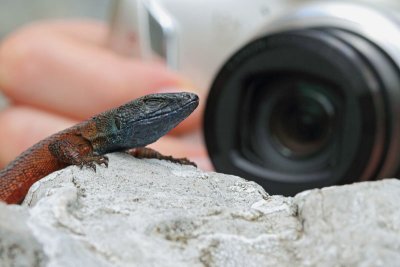 Lizard photography fotografiranje ku��arja_MG_4687-11.jpg