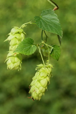 Common hop Humulus lupulus hmelj_MG_0494-11.jpg