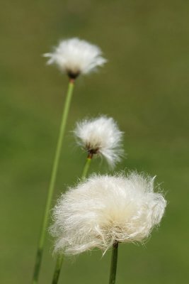 Scheuchzer's cottongrass Eriophorum scheuchzeri  scheuchzerjev munec_MG_0193-11.jpg