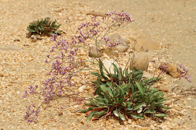 Sea lavender Limonium angustifolium ozkolistna mreica_MG_1980-11.jpg