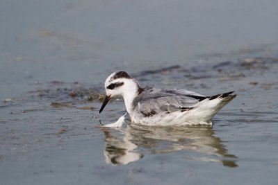 Red phalarope Phalaropus fulicarius ploskokljuni liskonoec_MG_1393-11.jpg