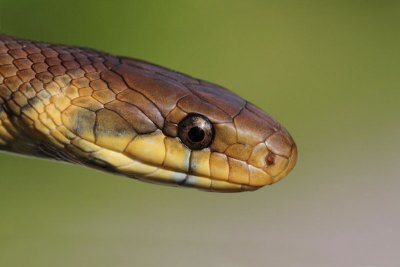 Aesculapian snake Zamenis longissimus navadni go_MG_9121-11.jpg