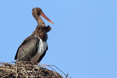 Black stork Ciconia nigra rna torklja_MG_0059-11.jpg