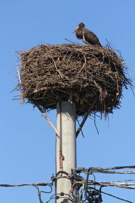 Black stork on the nest of white stork! rna torklja na gnezdu bele torklje!_MG_0158-11.jpg