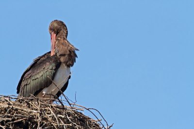 Black stork Ciconia nigra rna torklja_MG_01341-11.jpg