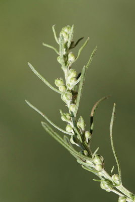 Southernwood Artemisia abrotanum abraica_MG_0081-11.jpg