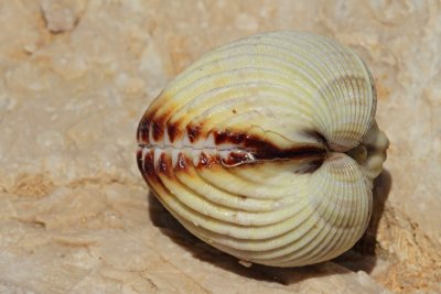 Common cockle Cerastoderma edule srčanka_MG_0134-11.jpg