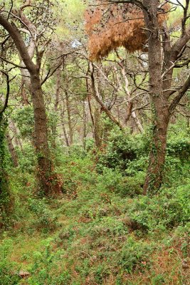 Pine forest, Ugljan borov gozd_MG_5643-11.jpg