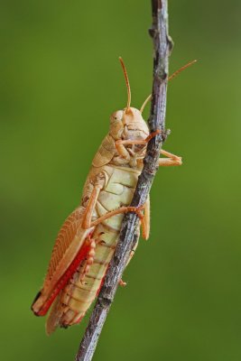 Italian locust Calliptamus italicus laka kobilica_MG_0807-111.jpg