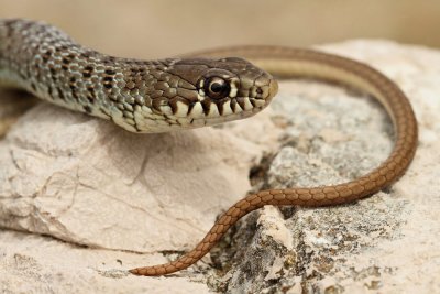 Balkan whip snake Hierophis gemonensis belica_MG_1965-111.jpg