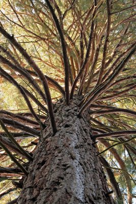 Giant sequoia Sequoiadendron giganteum mamutovec_MG_1507-11.jpg