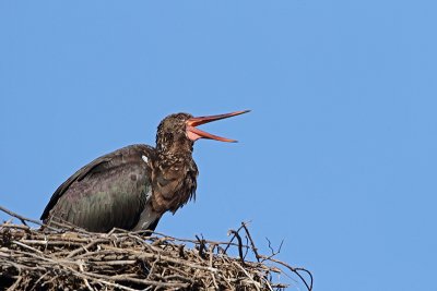 Black stork Ciconia nigra rna torklja_MG_0062-11.jpg