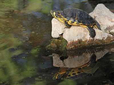 Yellow-bellied slider Trachemys scripta scripta rumenovratka_MG_2753-11.jpg