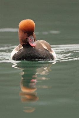 Red-crested pochard Netta rufina tatarska vigavka_MG_3148-11.jpg