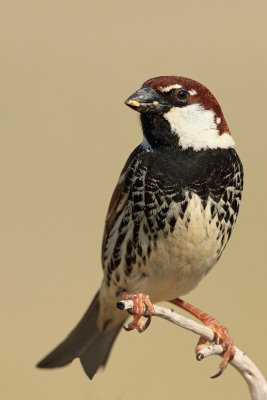 Spanish sparrow Passer hispaniolensis travniki vrabec_MG_6432-111.jpg