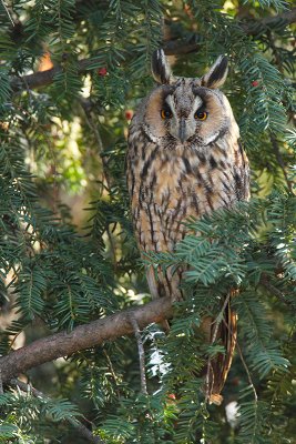 Long-eared owl Asio otus mala uharica_MG_4006-11.jpg