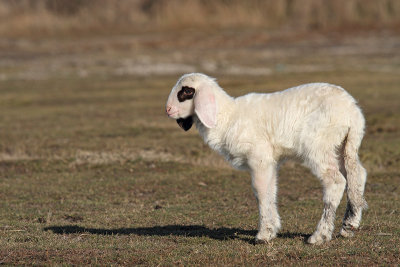 Lamb jagnje_MG_3806-11.jpg