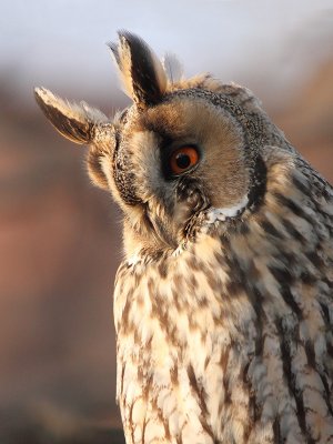 Long-eared owl Asio otus mala uharica_MG_4166-11.jpg