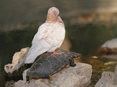 Red-eared slider Trachemys scripta elegans with pigeon rdeevratka_MG_2774-11.jpg