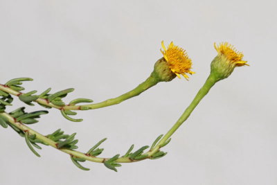 Golden samphire Inula vrithmoides obmorski oman_MG_0553-11.jpg