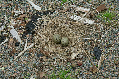 Nest of common gull gnezdo sivega galeba_0073-11.jpg