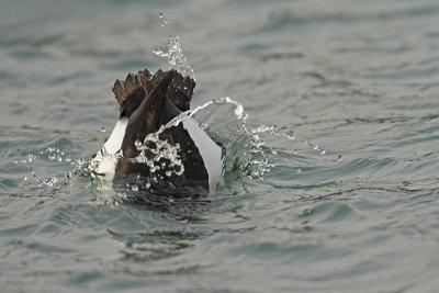 Diving potapljanje_MG_5439-11.jpg