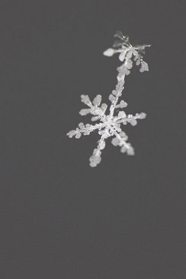 Snowflake sneinka_MG_5683-11.jpg